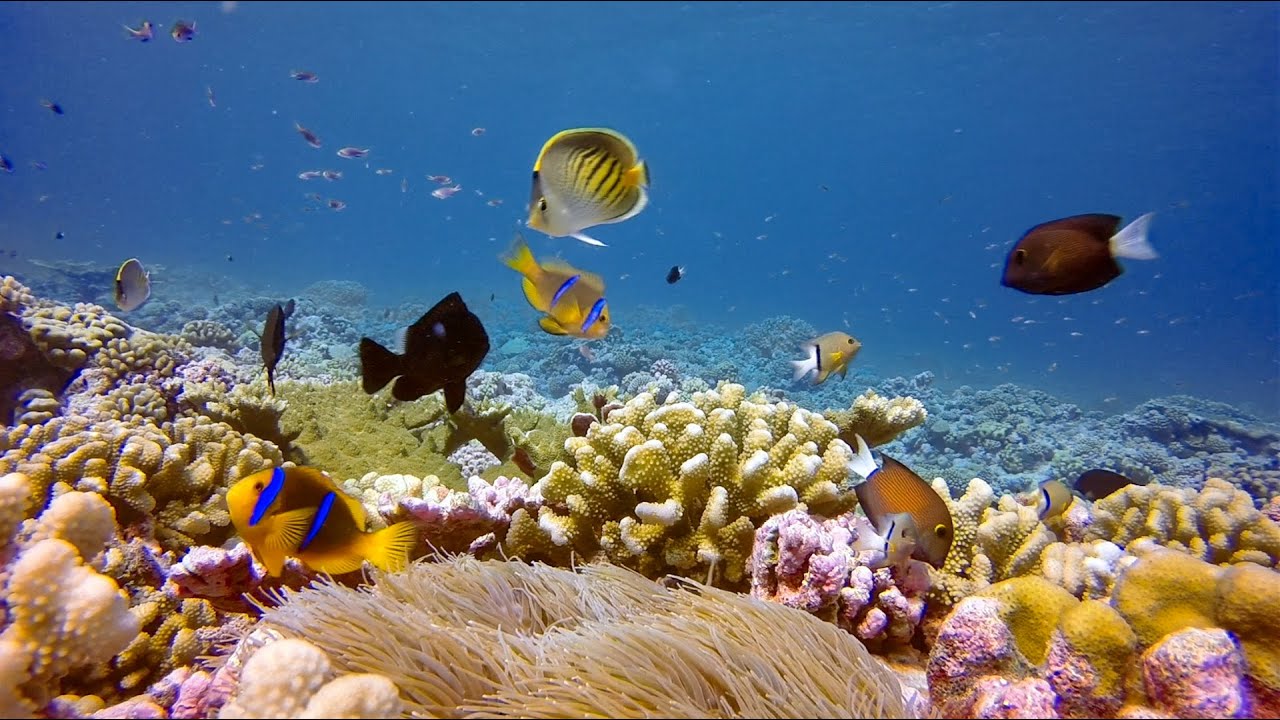 GoPro Cause: Oceanic Preservation Society
