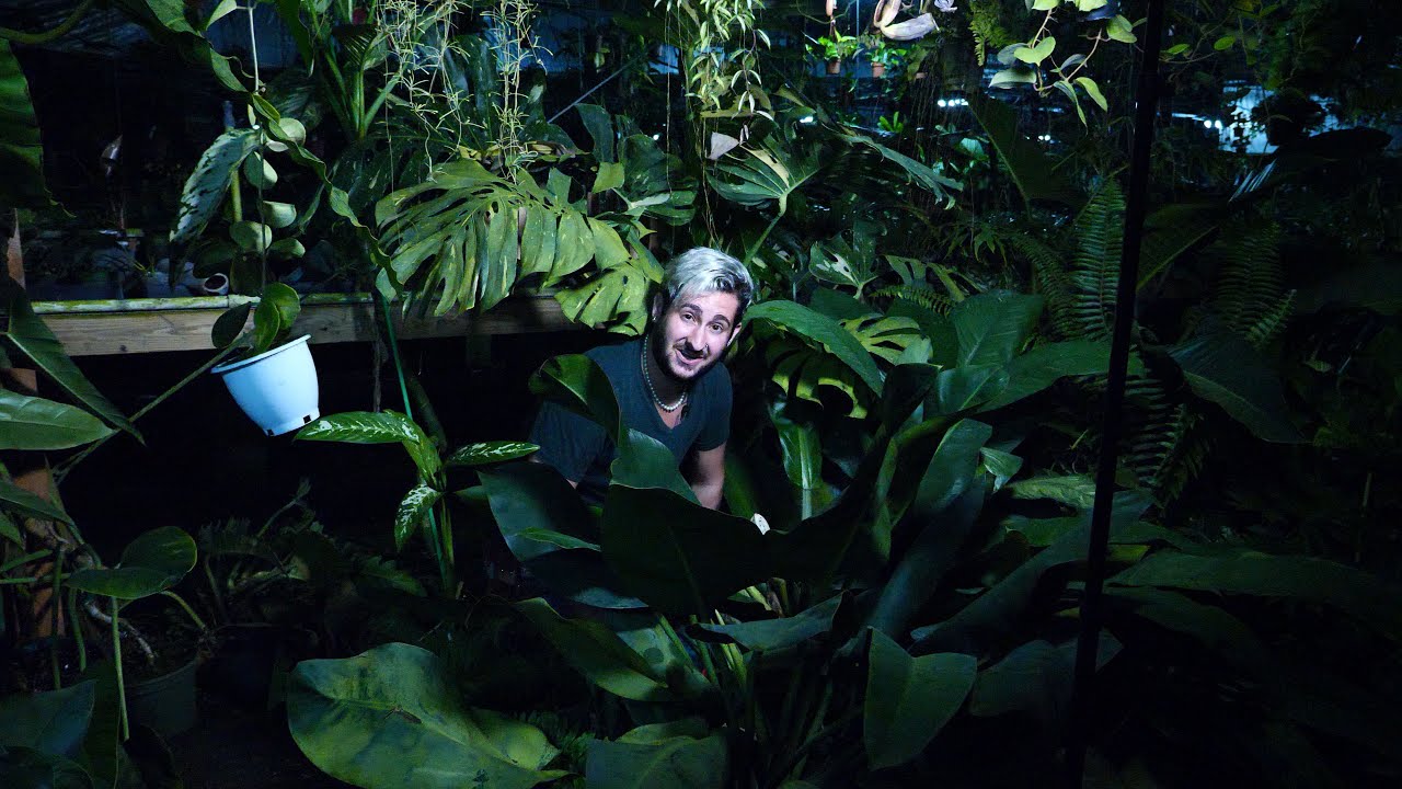 Creating a NEW Philodendron Hybrid - GP After Dark