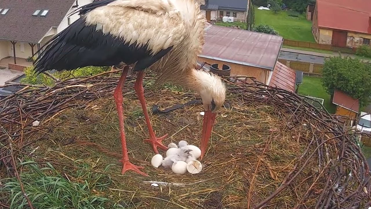 Čápi Mladé Buky | Líhnutí čápátek Bukáčka a Betynky | Hatching of the chicks of Bukacek and Betynka