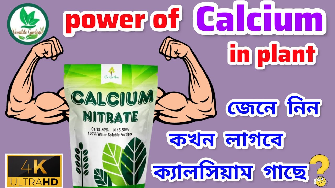 Know The Power of CALCIUM in Plants ! গাছে কখন কেন ক্যালসিয়াম দিতে হবে? Calcium Fertilizer