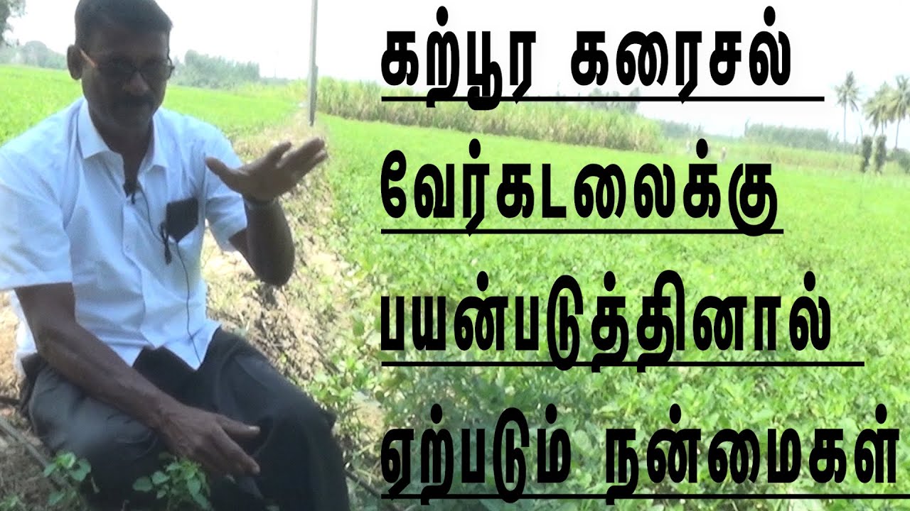 பூச்சிகளை விரட்டி மகசூலை அதிகரிக்கும் கற்பூர கரைசல்