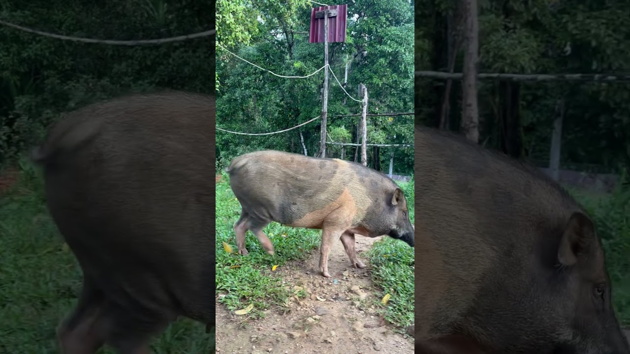 Monseter 🐖 #shorts #viralshorts #animals #pig #hewanbesar #babi