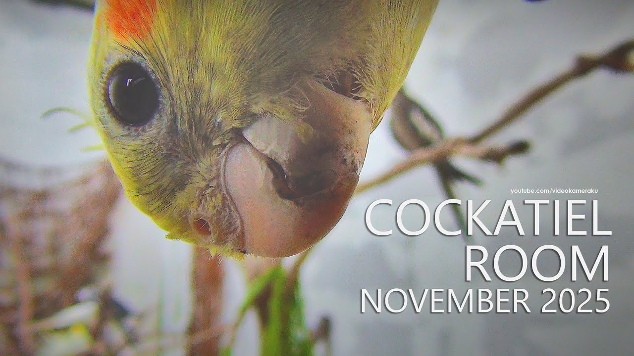 Cockatiel Room: November 2025, Part 1a