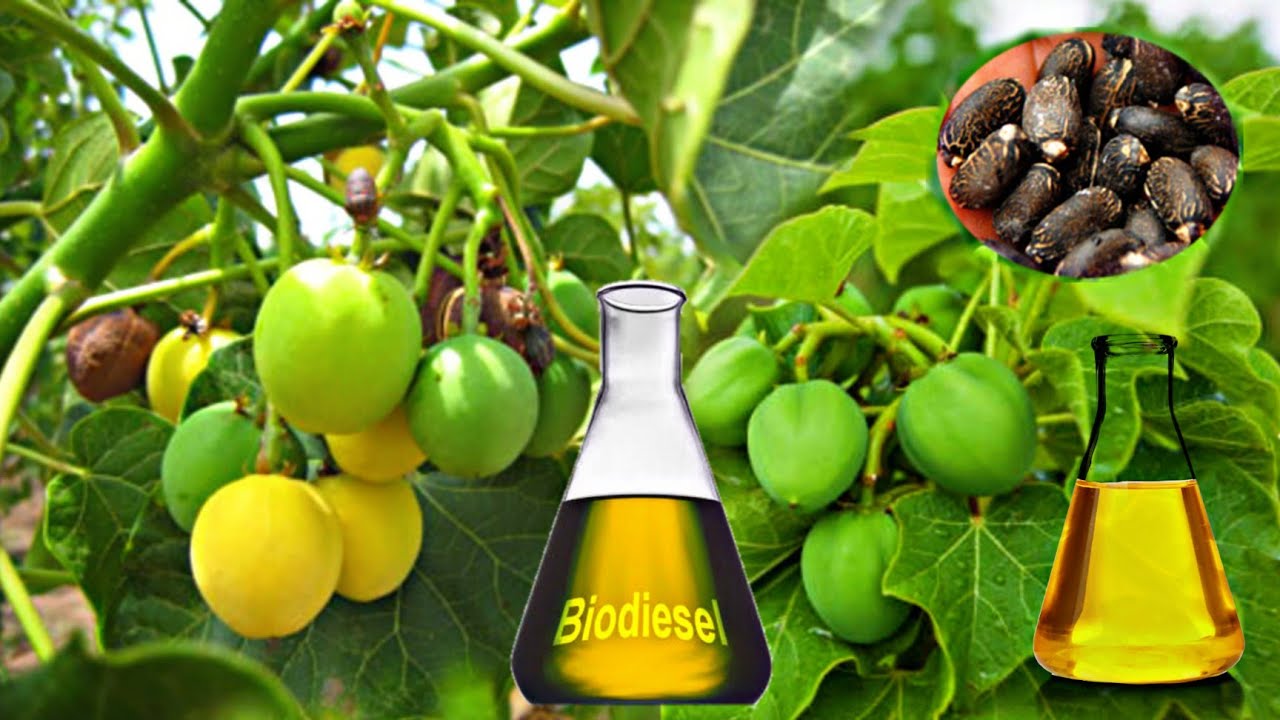 সত্যিই কি জামাল গোটা থেকে ডিজেল তৈরি করা হয়।Jatropha Farming For Bio Diesel Production Factory