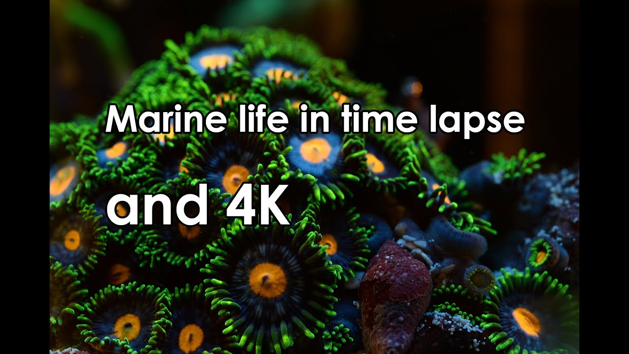 Marine life in time lapse 4K - Part 1