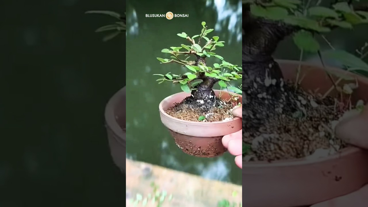 Pruning dwarf elm bonsai material 