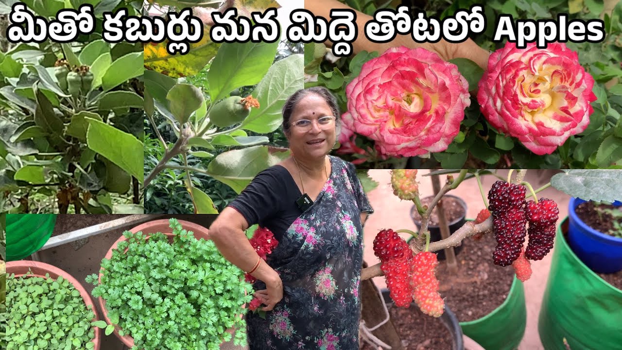 మిద్దె తోటలో కబుర్లు / మొక్కలు చూద్దాం / మిద్దె తోటలో యాపిల్ కాయలు