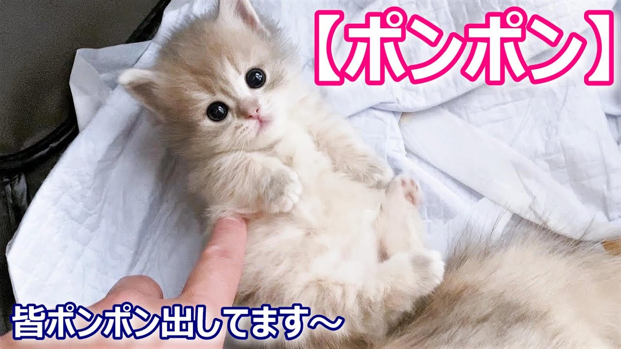 【子猫の成長記録】マンチカンの子猫達がポンポンしてる件 ∼猫のいる生活Vol.127∼ 出産動画 マンチカン短足・ミヌエット・ペルシャ猫専門ブリーダー『ペット蔵人』