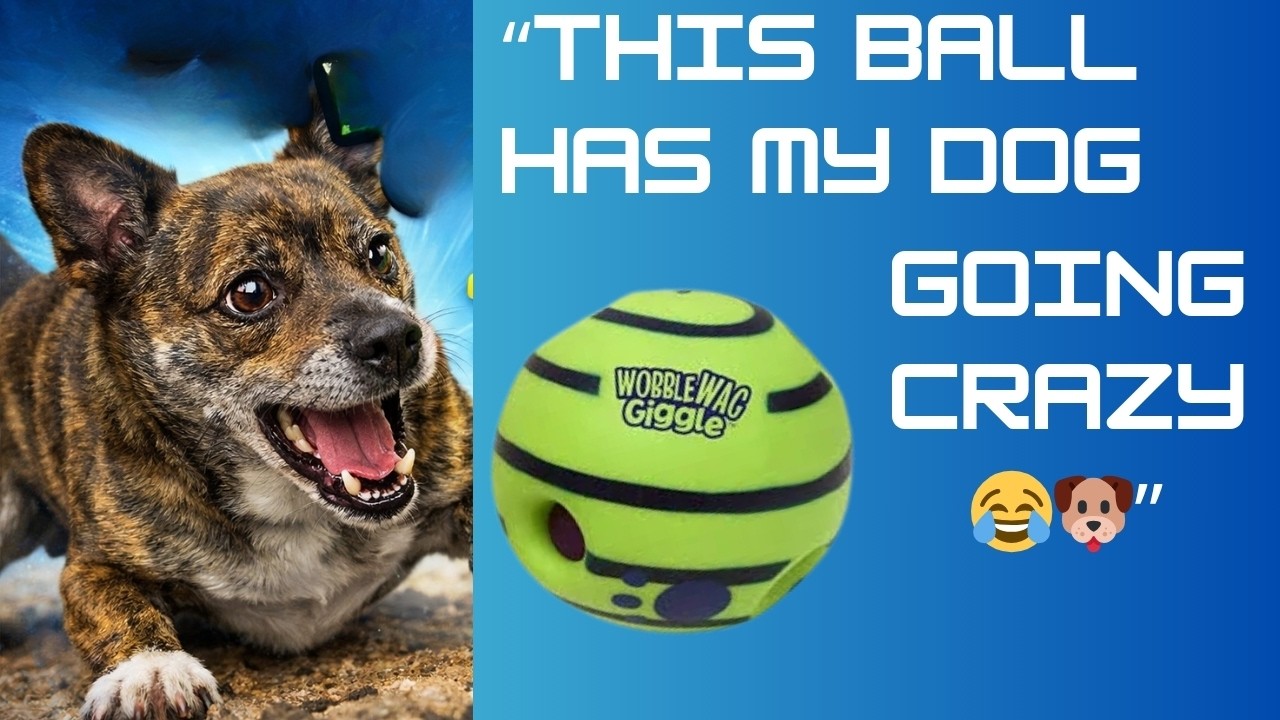 Bruce vs The Wobble Wag Giggle Ball! 🐕⚽
