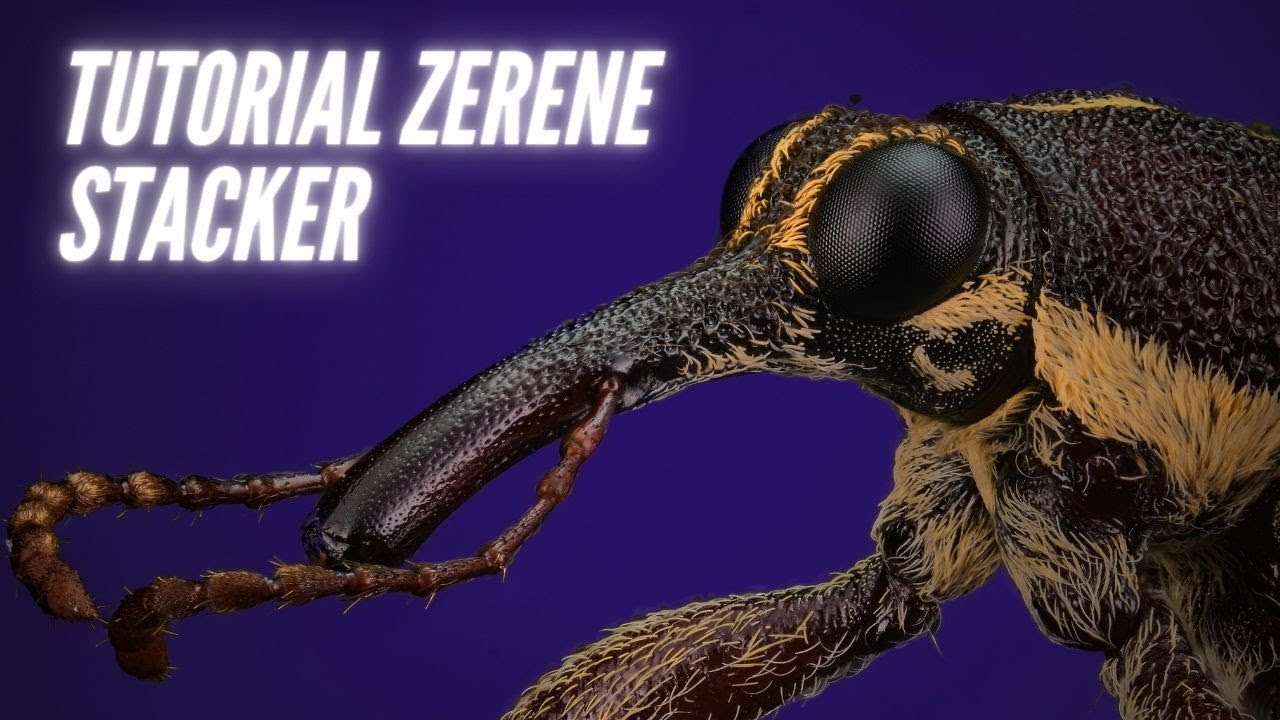Como usar Zerene Stacker para fotografia de macro extremo