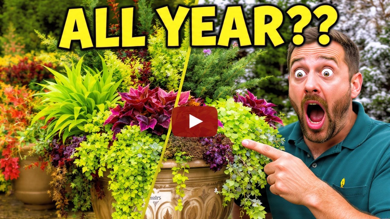 👍10 Best Perennials for Containers That Look Beautiful All Year Round🍃