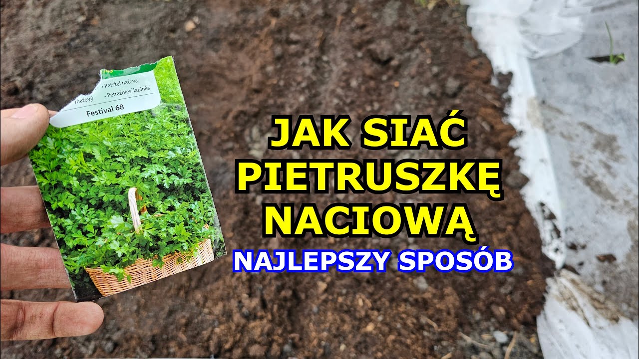 Jak siać Pietruszkę naciową - Najlepszy spos&oacute;b na siewy | Sąsiedztwo, Szkodniki, Uprawa Pietruszki