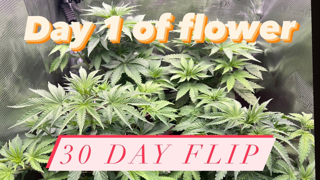 Flipping to flower - 30 day veg- How to grow Cannabis in a 2x2 grow tent