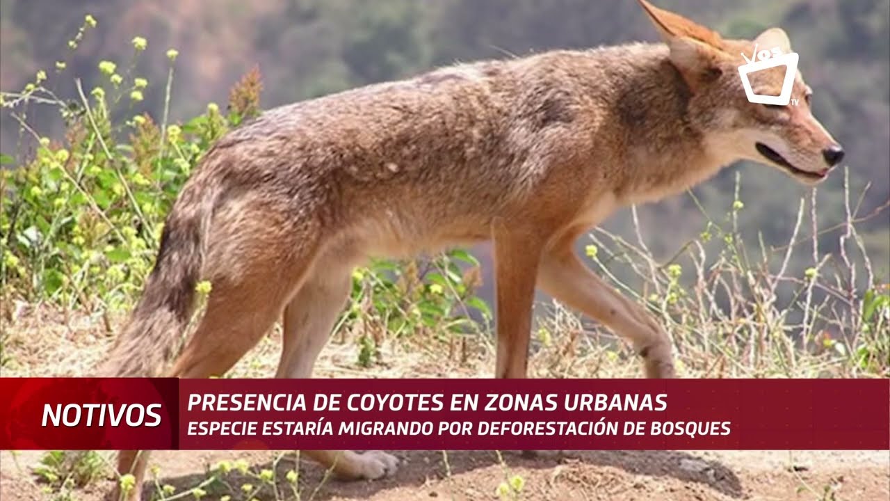 Pobladores reportan la presencia de coyotes en diferentes zonas del país