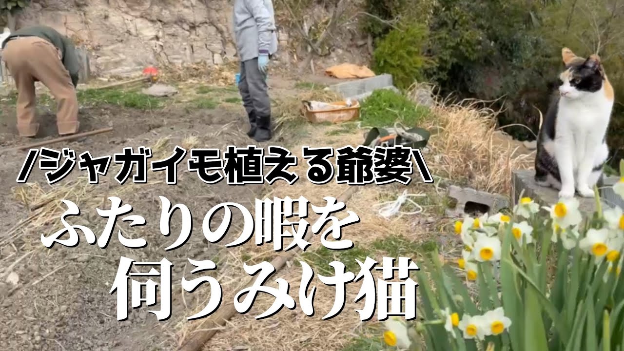 ジャガイモ植えする爺婆の横で、ふたりの暇を伺ってる三毛猫