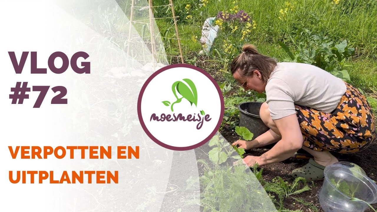 MOESTUIN VLOG #72 | Courgette en dahlia planten, paprika en tomaat verpotten en onkruid wieden