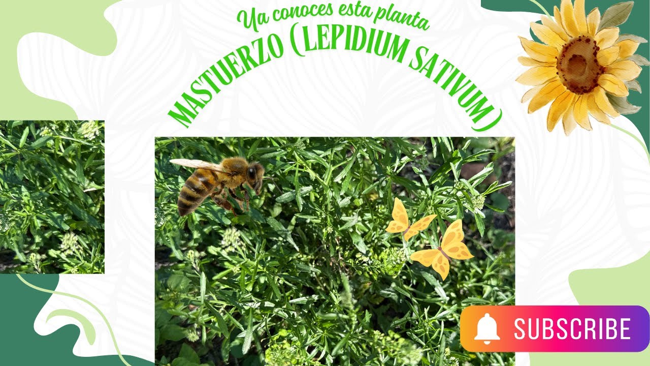 Mastuerzo (Lepidium sativum) Beneficios y sus Propiedades