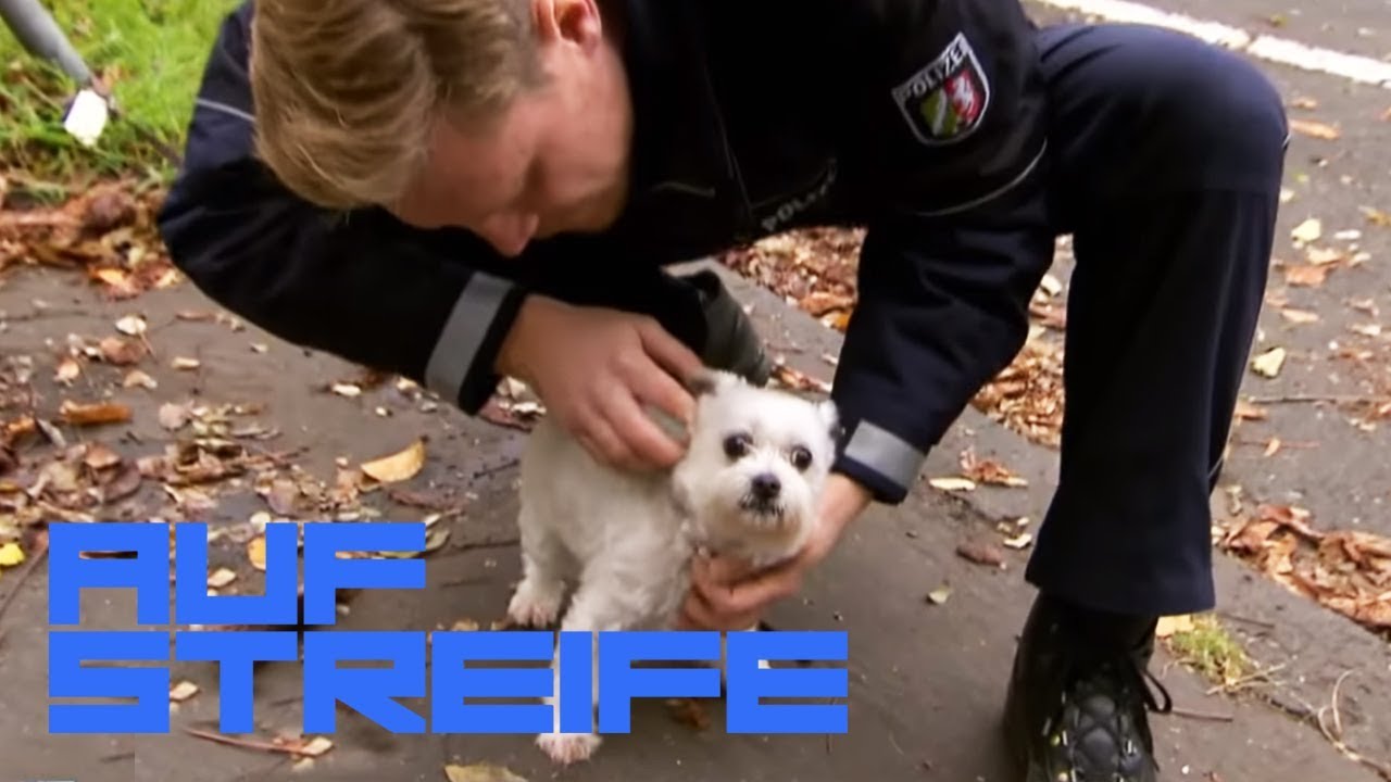Wuff! Was machen die ganzen Hunde im Kofferraum? | Auf Streife | SAT.1 TV