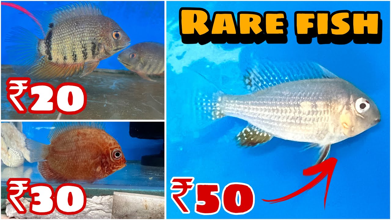 New fish stock unboxing 😍, Rare fish available in cheap price in Delhi ||@tigerpetshop54 