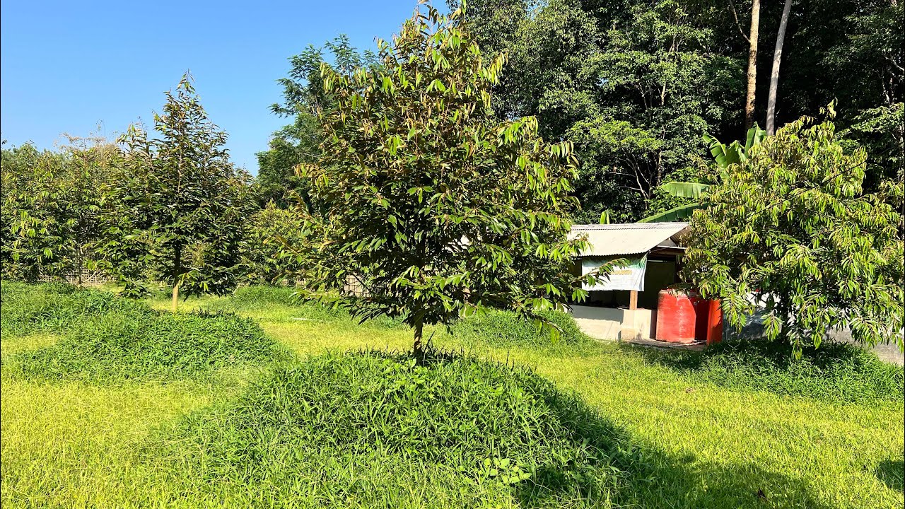 Kebun Rumput Tumpang Sari Dengan Durian | Bocah Duren