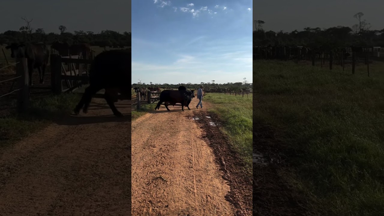 SINDI CASTILHO | RETORNO DO TOURO MELCHIOR FIV DA ESTIVA DA CENTRAL BELA VISTA