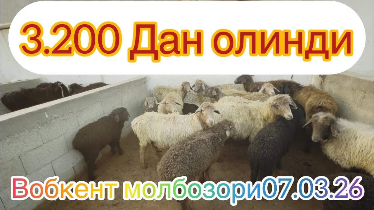 ОНА БОЛА АРАБИ КУЙЛАР 3.200 ДАН ОЛИНДИ. БУХОРО ВОБКЕНТ МОЛБОЗОРИ 07.03.26