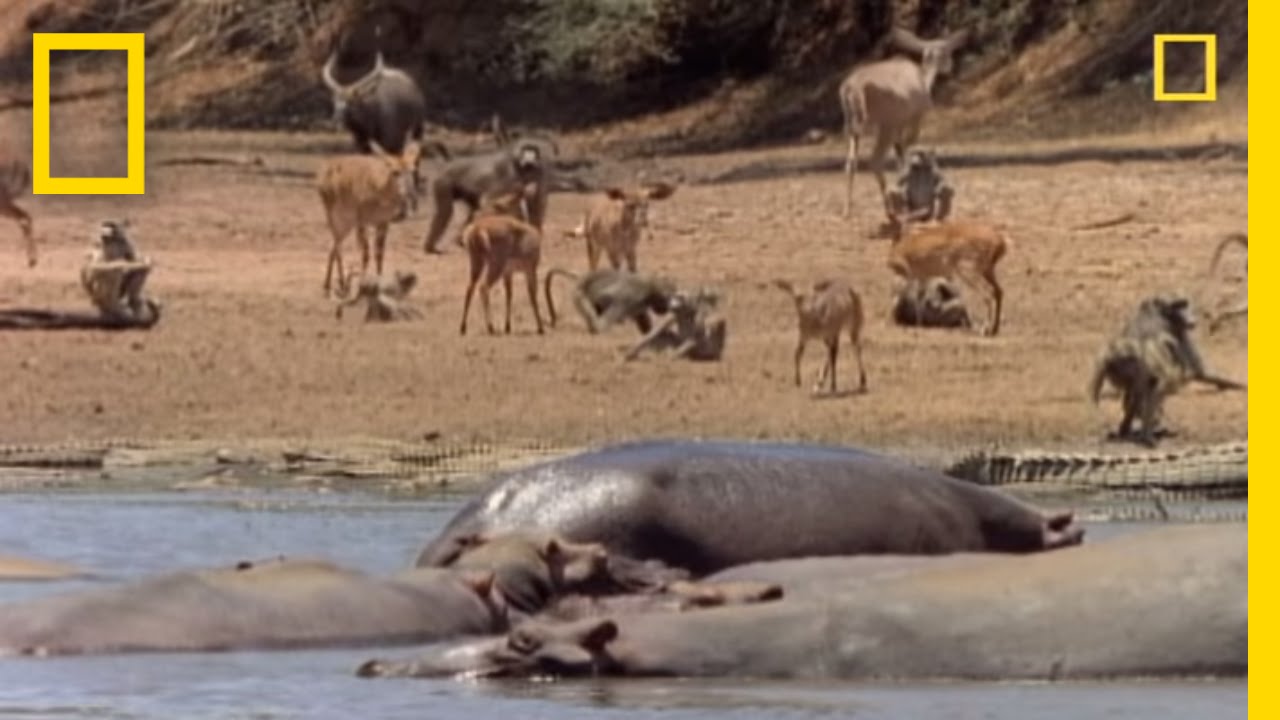 Watering Hole: When Crocs Attack | National Geographic