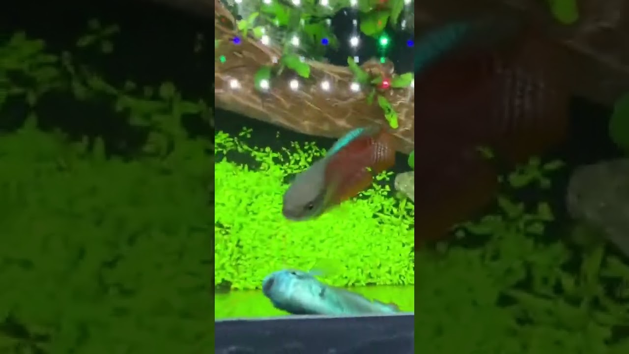Dwarf Gourami jumps and spits water! #shorts #fish