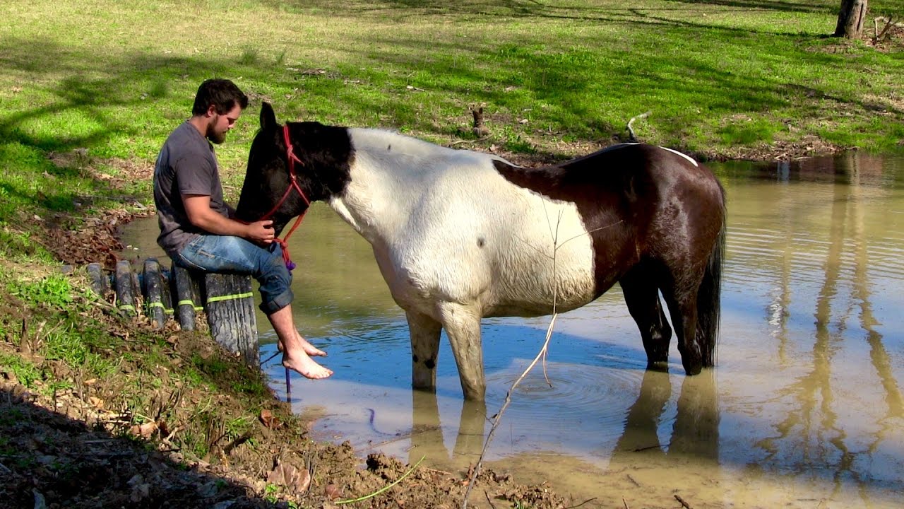 Field Trial Horses in Training - Jacob Parks Horsemanship