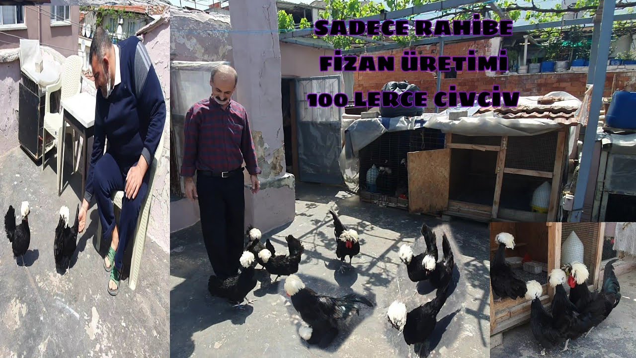 FİKRİ DERE AMCAMIZDAN 40 YILLIK TECRÜBEYLE 100 LERCE KALİTELİ  RAHİBE FİZAN ÜRETİMİ
