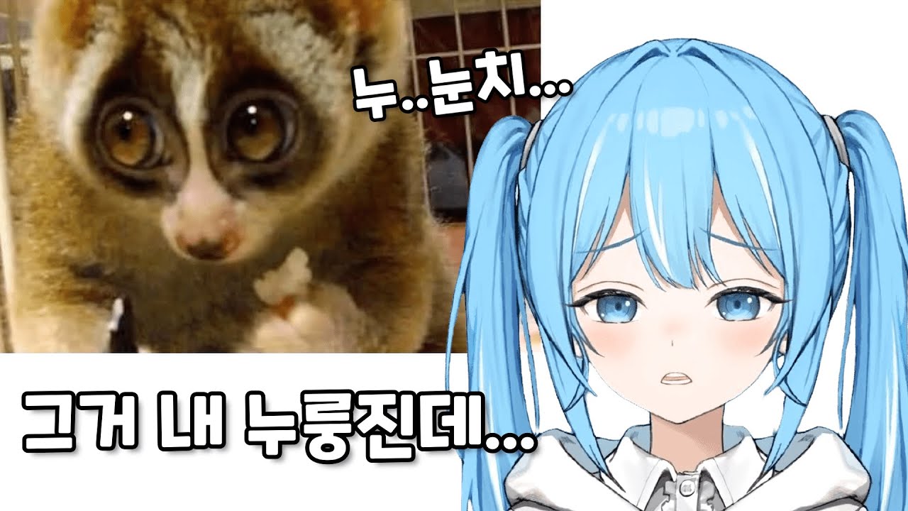 [타비] 억울하게 생긴 원숭이 타비