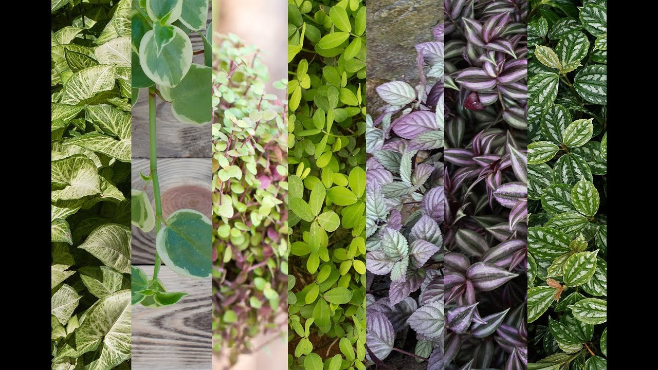 A arte dos tapetes vegetais