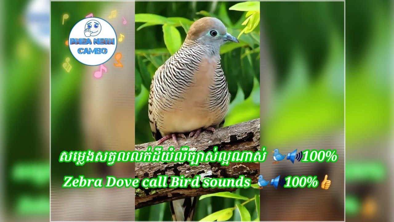 សម្លេងសត្វលលក់ដី ឬលលក់តូចយំលឺច្បាស់ល្អណាស់ 🐦🔊100%👍| Zebra Dove 🐦 Call Bird Sounds 🔊100%👍