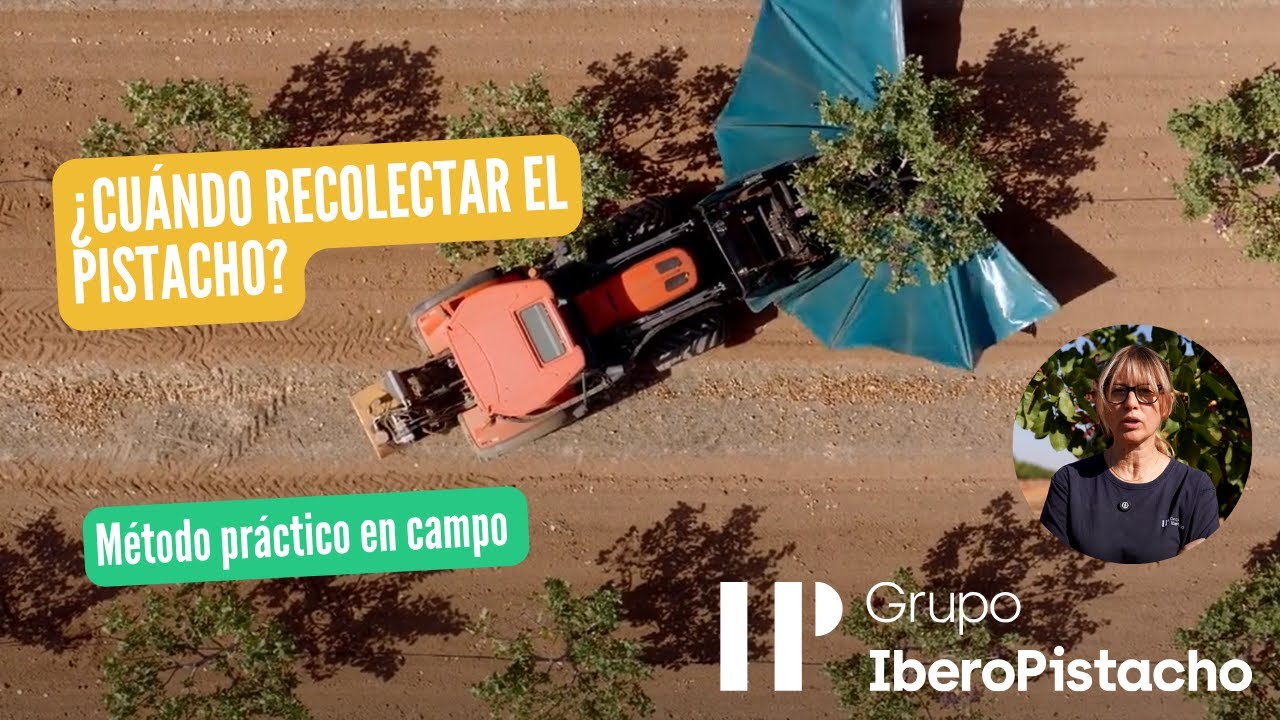 Recolección de Pistacho en Castilla-La Mancha 🌱 | Finca Los Abuelitos Año 6