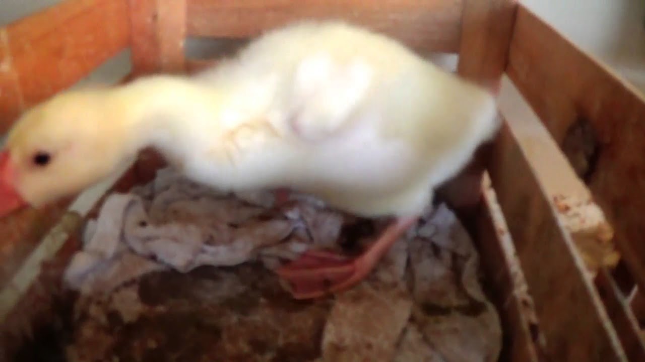 RAISING BABY GEESE!