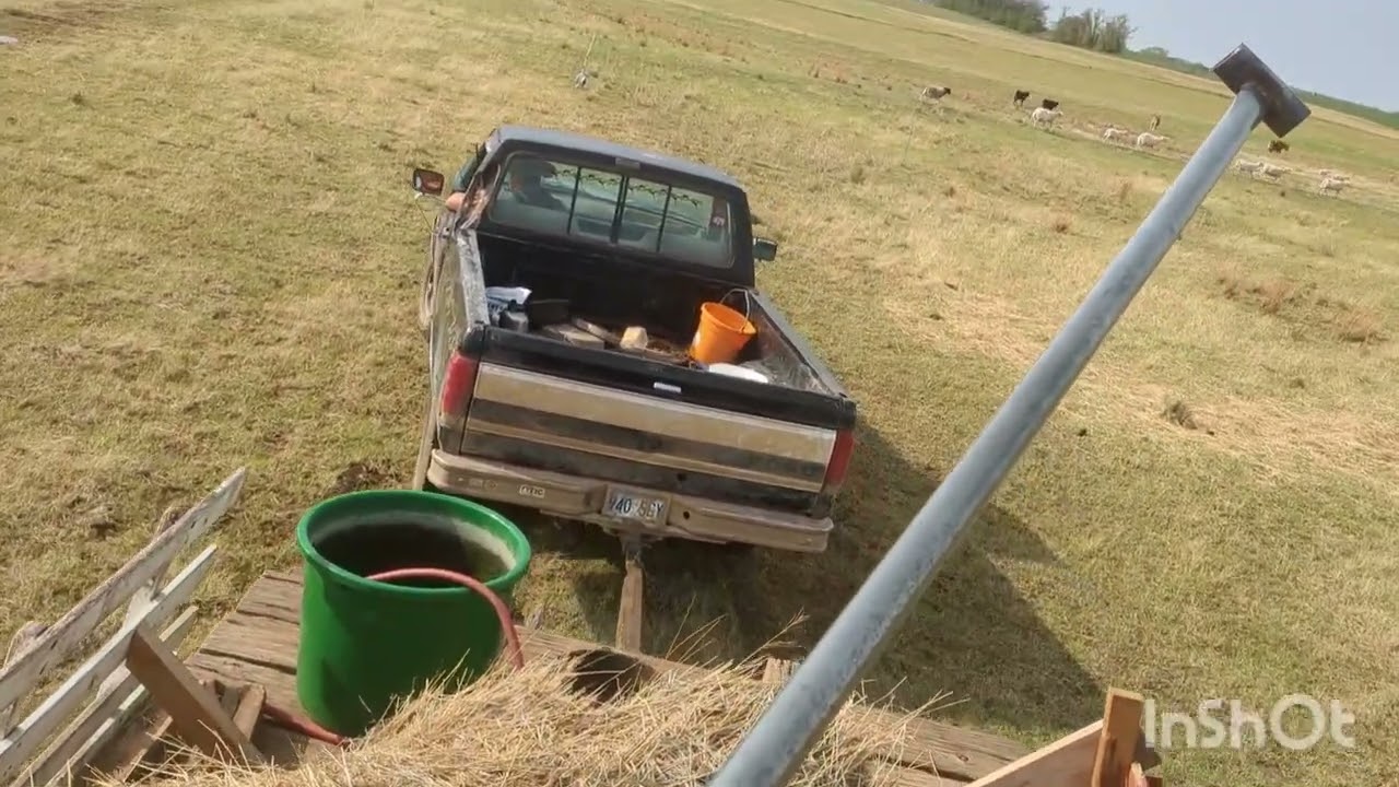Early spring paddock move. Kansas Ranch