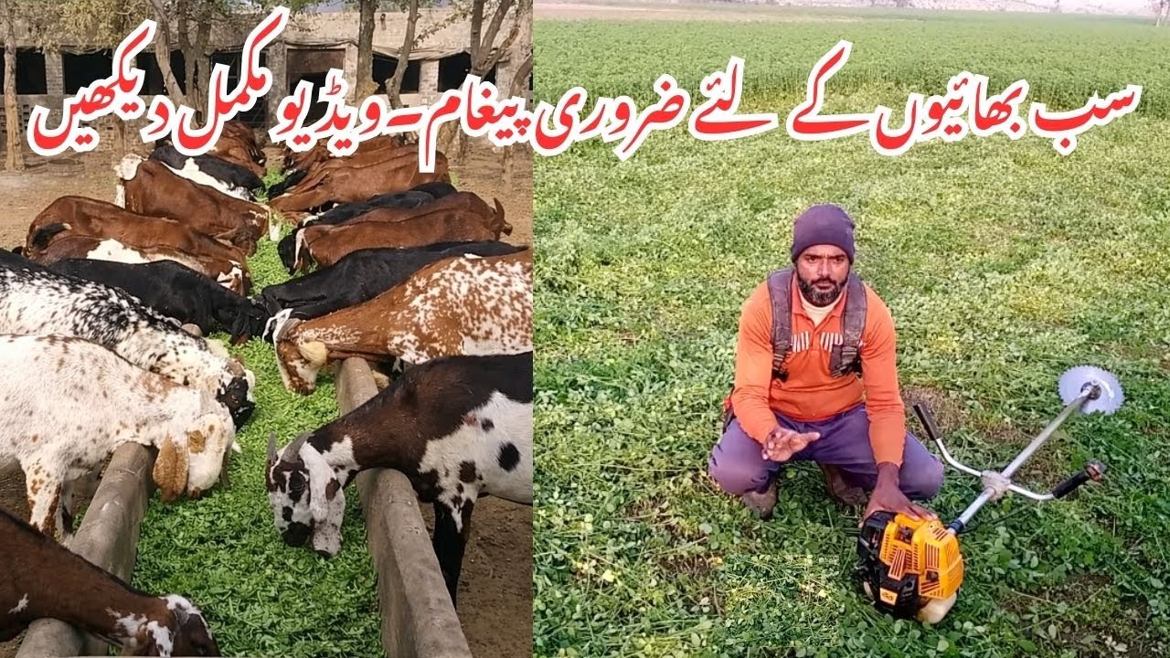 Essential Message | Vehari Goat Farm