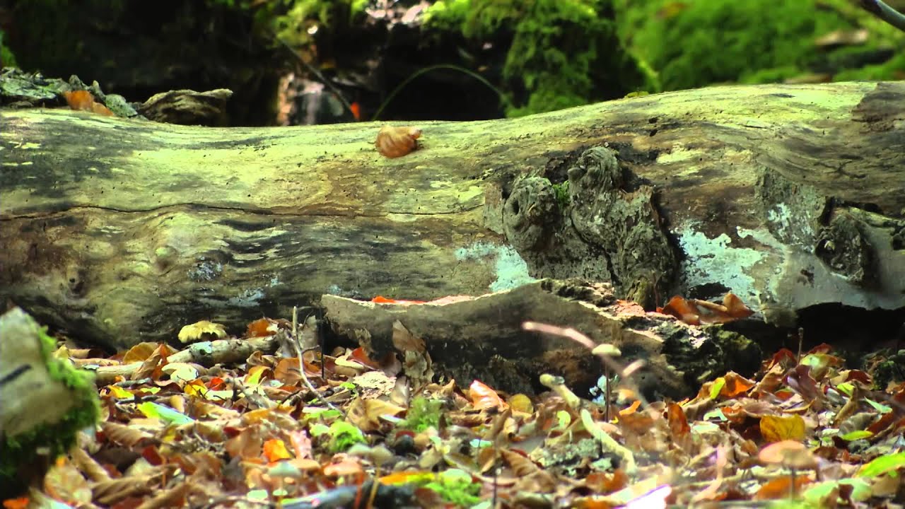 Naturpark Schönbuch 