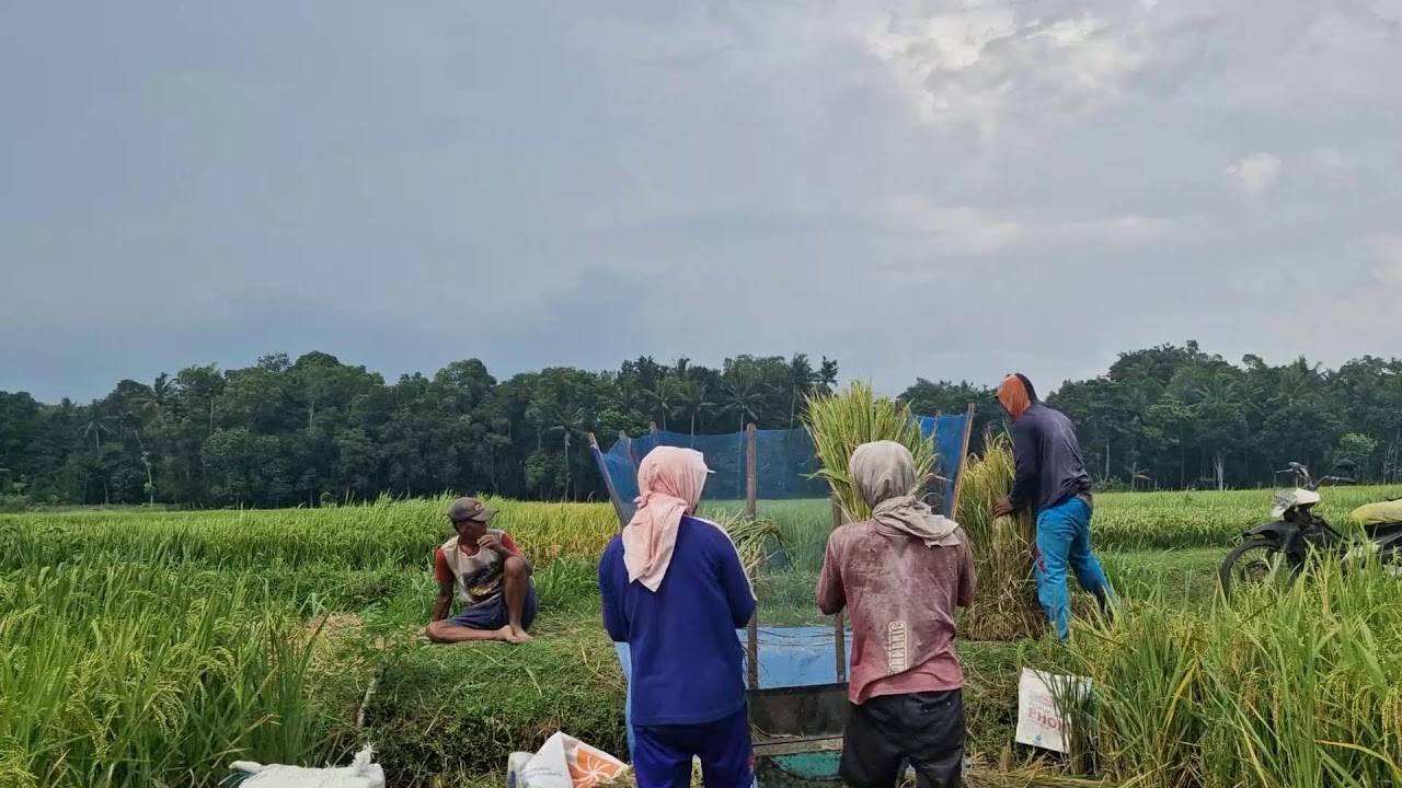 SIMPLE YET FAST TECHNIQUE: HOW SMART FARMERS THRESH RICE WITHOUT MACHINES - Agriculture Tools