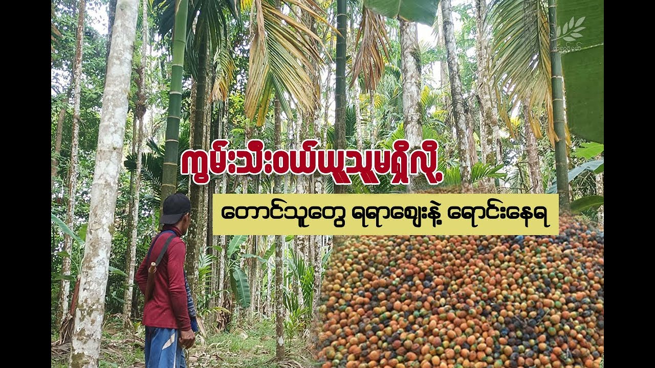 ကွမ်းသီးဝယ်ယူသူမရှိလို့ တောင်သူတွေ ရရာဈေးနဲ့ရောင်းနေရ