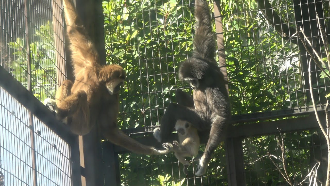 赤ちゃんを一所懸命にあやそうとするゆうゆう💕　　シロテテナガザル　【上野動物園】