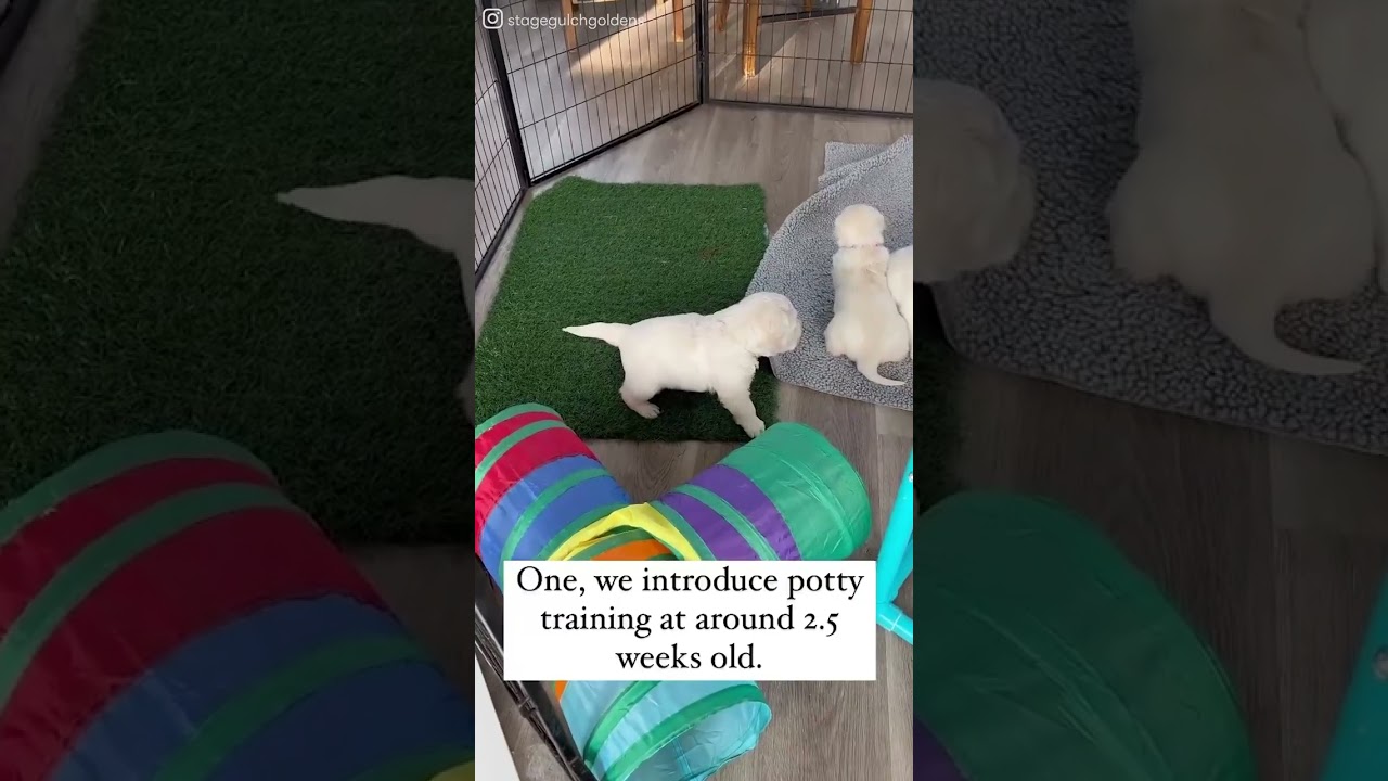 Puppy Socialization Is Crucial From The Very First Day #shorts