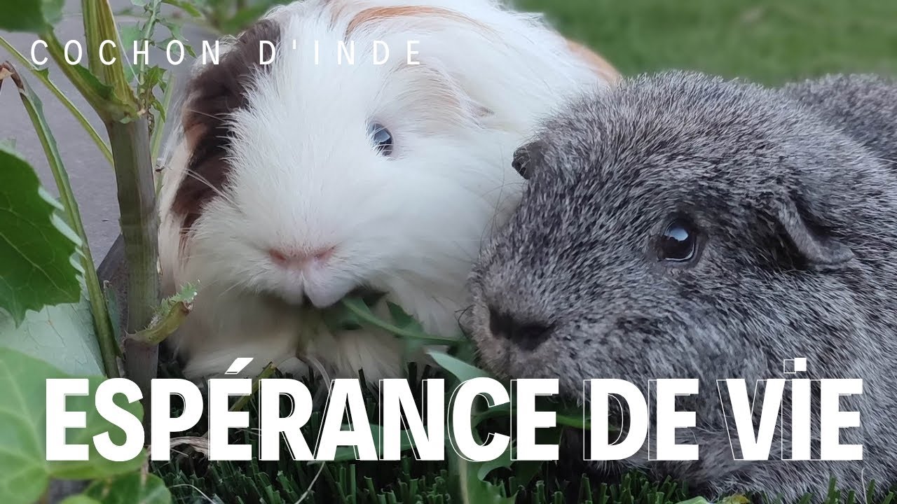 LA VÉRITÉ SUR L'ESPÉRANCE DE VIE D'UN COCHON D'INDE (Ce qui l'a raccourcit et l'allonge)