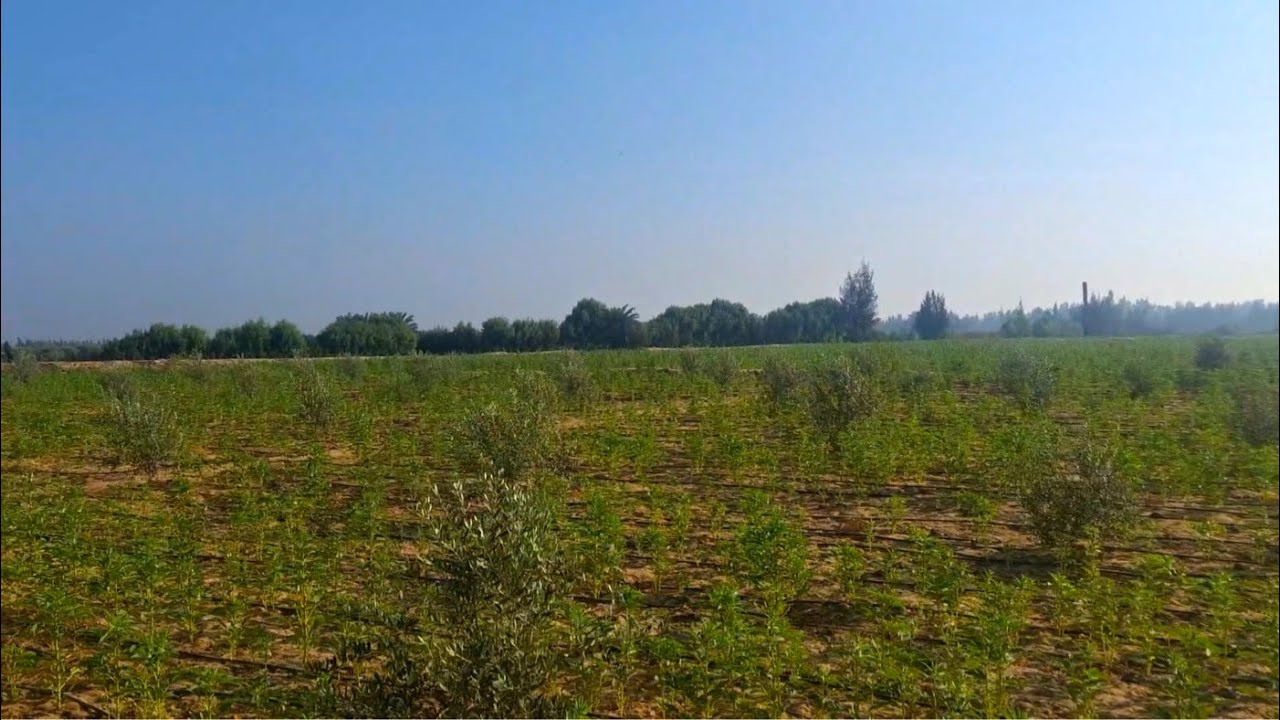 عرض مش حيتكرر تاني 3 فدان في وادي النطرون طريق مصر اسكندرية الصحراوي