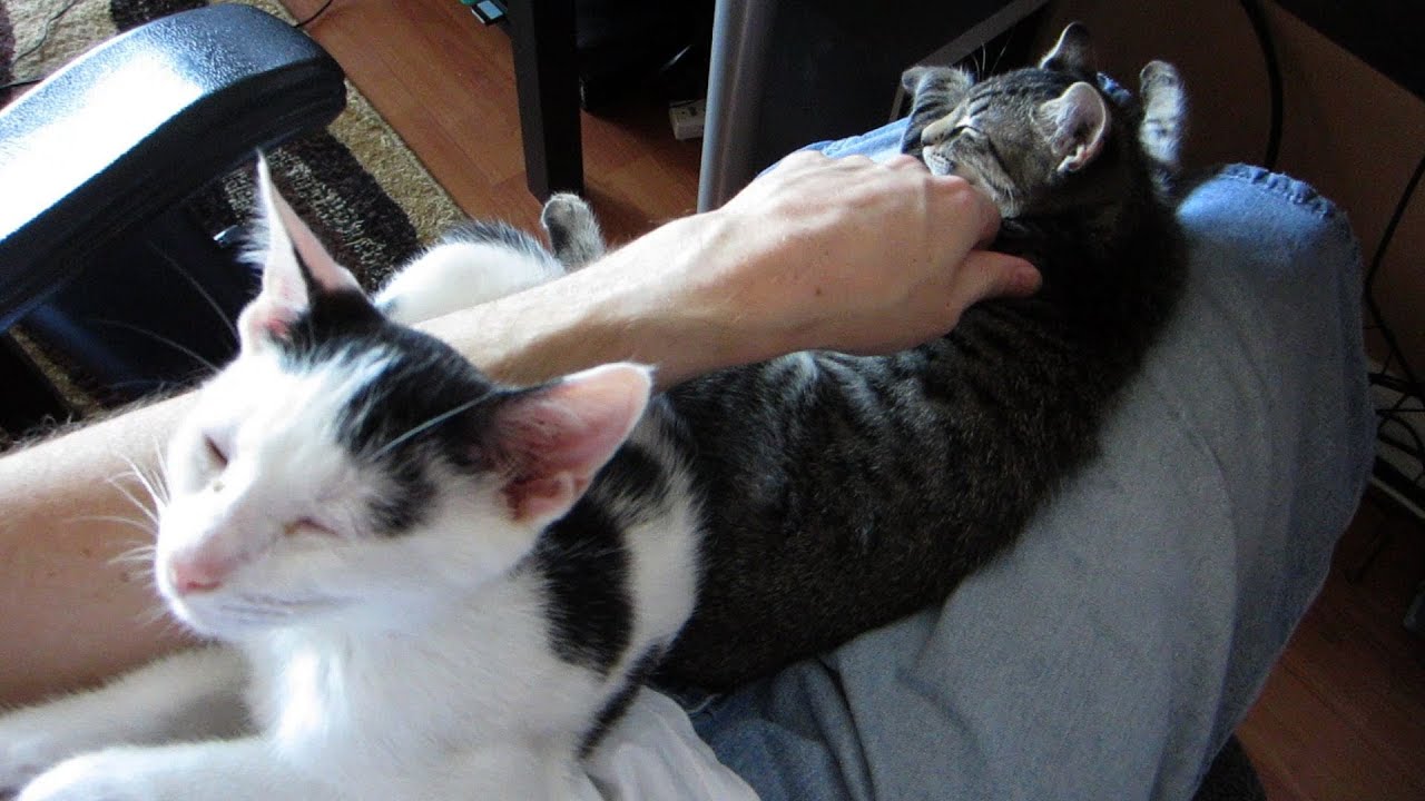 Life With Cats (Day 1021 - 9/10/12)