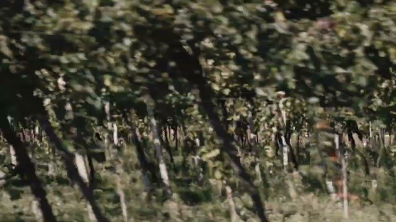 L'ultima veglia - Trailer - in concorso al 30_____70 DOC FEST 2024