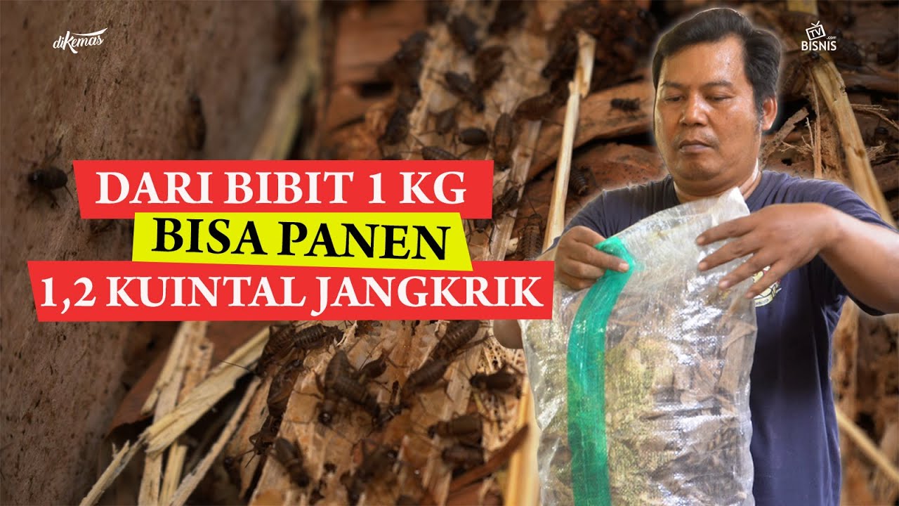 Ternak Jangkrik Dari Bibit 1 Kilogram Bisa Panen 1,2 Kuintal