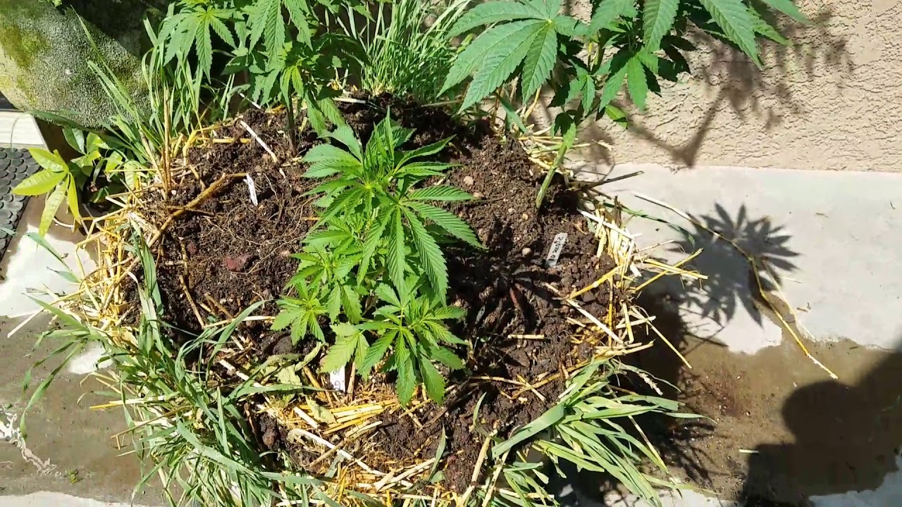 3 pack in the 30 gallon