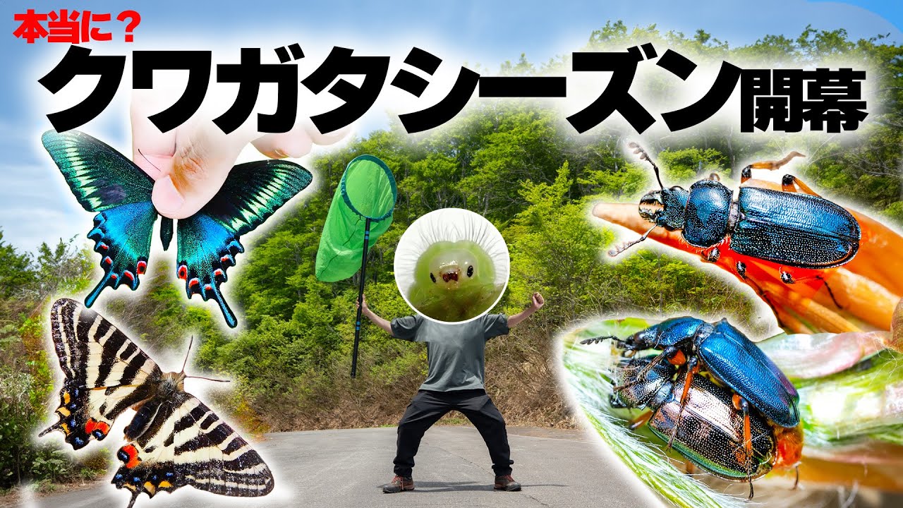 オオアゴの発達したクワガタが大量に採れる季節が開幕しました！？