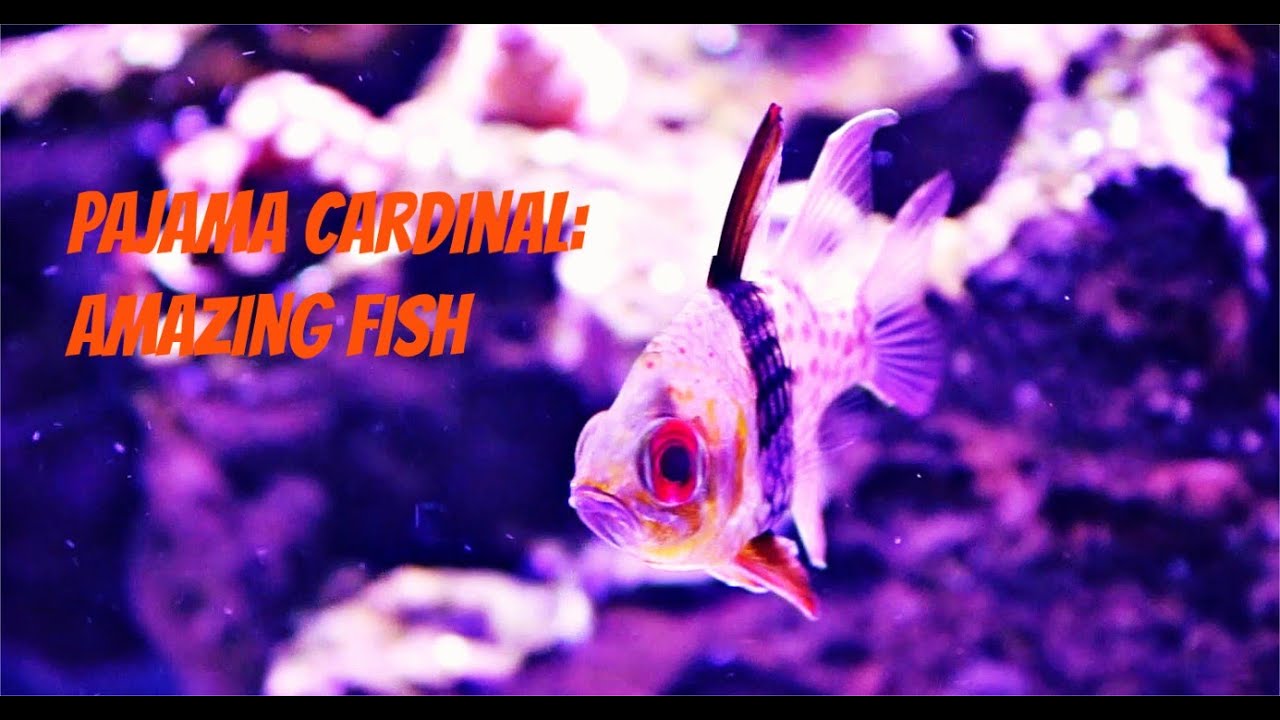 Pajama Cardinal: Amazing fish
